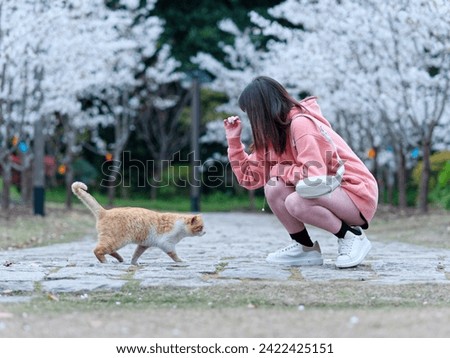 Beautiful young Chinese woman playing with homeless ginger tabby cat with blurry blooming cherry tree background. Candid happy moment. Emotions, people, beauty, youth and lifestyle portrait.