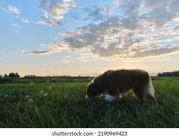 Beautiful Young Chocolate Colored Aussie Puppy Poses In Park In Summer. Full Length Side View. Australian Shepherd Dog Walks In Green Grass At Sunset And Sniffs And Looks For Soap Bubbles.