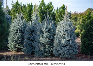 Beautiful young Colorado blue spruce growing on plantation in Netherlands, natural Christmas tree for Christmas holidays