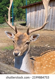 Beautiful Young Deer Close Up 