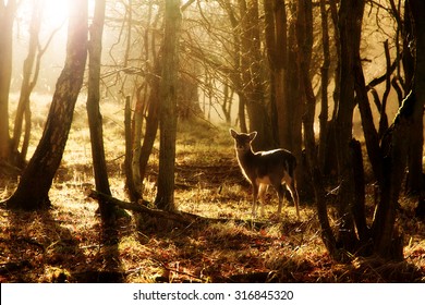 Beautiful young deer at sunset in the forest in national park the AWD in the Netherlands