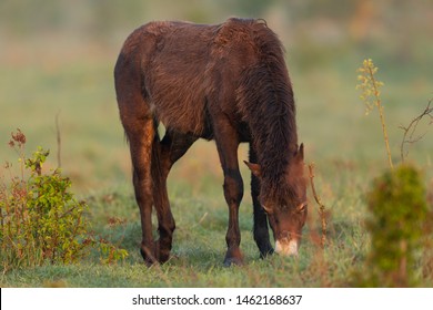 Beautiful Young Exmoor Pony With Long Winter Fur