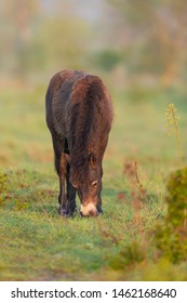 Beautiful Young Exmoor Pony With Long Winter Fur