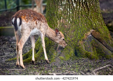 9,870 Deer eating from tree Images, Stock Photos & Vectors | Shutterstock