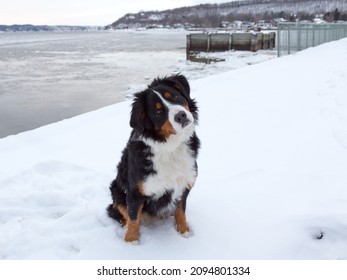 Beautiful Young Female Bernese Mountain Dog Sitting In Fresh Snow With Head Cocked, Cap-Rouge Sector, Quebec City, Quebec, Canada