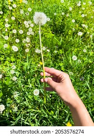 Beautiful young female hand holding dandelion, summer wild field, nature outdoor - Shutterstock ID 2053576274