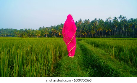 Beautiful and young female in traditional indian clothes (sari, saree) on the green rice field. Traditional indian job - collect rice. Indian woman on the rice paddy. Rice field on the sunset.