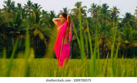 Beautiful and young female in traditional indian clothes (sari, saree) on the green rice field. Traditional indian job - collect rice. Indian woman on the rice paddy. Rice field on the sunset.