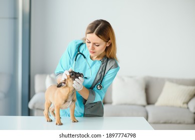 Beautiful Young Female Veterinarian Examining Dog In Clinic