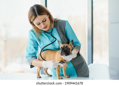 Beautiful Young Female Veterinarian Examining Dog In Clinic