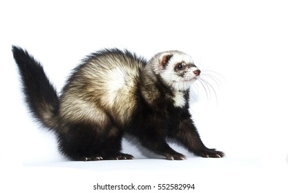 Beautiful Young Ferret Or Weasel Are Afraid Of Attack, Stink, Defense, Subterfuge, Psyche, Shock