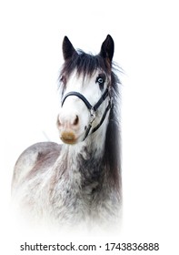 beautiful young foal horse breed irish cob in white background isolated