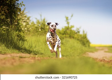 3,832 Dog running front view Images, Stock Photos & Vectors | Shutterstock