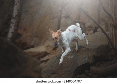 beautiful young funny puppy breed shorthaired whippet jumping and running sunrise meadow background mountain. - Shutterstock ID 2149534797