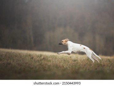 beautiful young funny puppy breed shorthaired whippet jumping and running sunrise meadow background mountain. - Shutterstock ID 2150443993