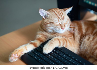 Beautiful Young Ginger Cat Well-fed And Satisfied Sleeps At Home Working Place Near Keypad. Cute Red Kitten With Classic Marble Pattern Lies On Table. Stay Home, Work Home, Quarantine