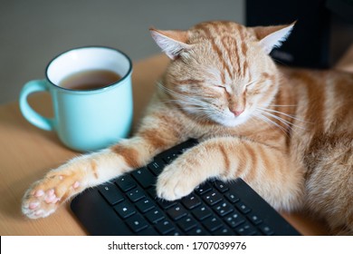 Beautiful Young Ginger Cat Well-fed And Satisfied Sleeps At Home Working Place Near Keypad And Cup Of Tea. Cute Red Kitten With Classic Marble Pattern Lies On Table. Stay Home, Work Home, Quarantine