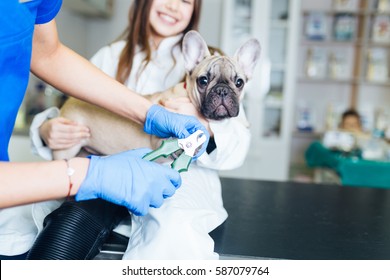 how to trim a french bulldogs nails