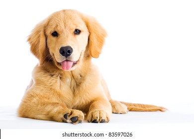 A beautiful young Golden Retriever dog.