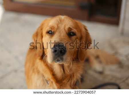 a beautiful, young golden retriever, lies and waits for the owner, the puppy is obedient and kind. portrait retriever