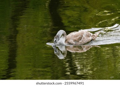 The beautiful young gray swan swimming in the calm waters of the lake during the daytime - Powered by Shutterstock