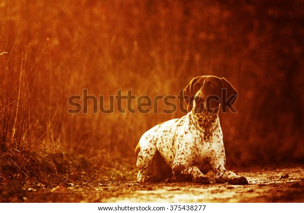 beautiful, young, healthy, alone and sad German\
Shorthaired Pointer dog or puppy is waiting on a dirt road in the\
woods abandoned at\
sunset