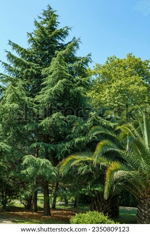 Beautiful young Himalayan cedar (Cedrus Deodara, Deodar) growing in the landscaping Sochi city park in the southern Russian resort