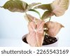 syngonium leaves