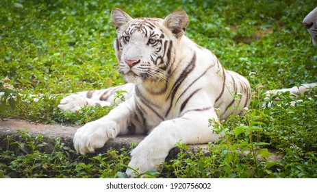 Beautiful Young Juvenile Bleached White Tiger Stock Photo 1920756002 ...