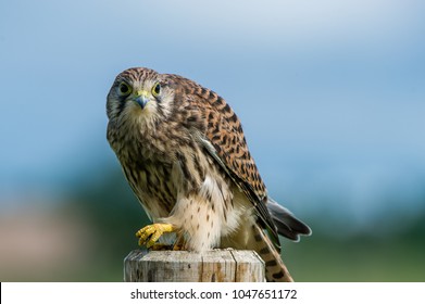 A Beautiful Young Kestrel Perching On A Wooden Roundpole Fence Looking Behind You With A Nice Defocused Background