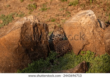 beautiful young leopard in perfect sunlight hiding between rocks 
