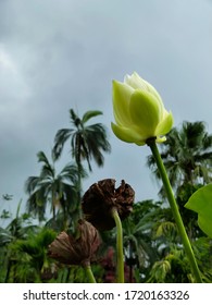 A Beautiful Young Lotus Flower Bud Is A Symbol Of Purity, Enlightenment, Self-regeneration And Rebirth As It Reaches For The Grey Skies In The Pamplemousse Gardens On The Tropical Island Of Mauritius 