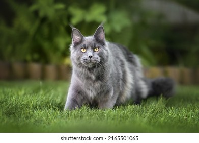 Beautiful Young Maine Coon Cat Walking Outdoors