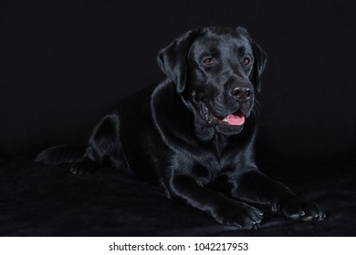 Beautiful young male dog labrador breed on a black background