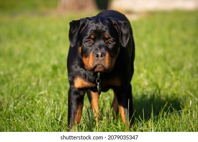 3,085 Male rottweiler Images, Stock Photos & Vectors | Shutterstock