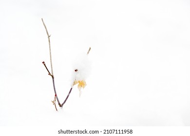 Beautiful Young Maple Tree In The Snow