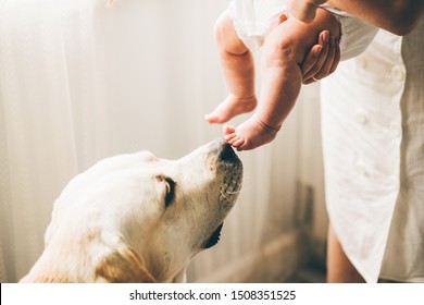 Beautiful Young Mother With A Baby Girl And A Cute Labrador At Home. Young Mother With Her Cute Baby Relaxing With Dog. Close Up Dog And Kids Legs.