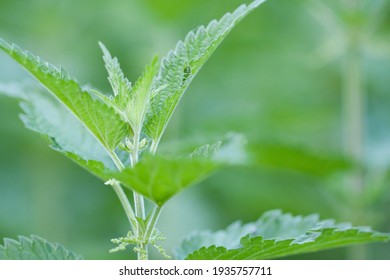 Beautiful Young Nettle Blossoms In A Spring Field 