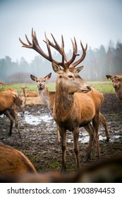鹿 の画像 写真素材 ベクター画像 Shutterstock