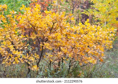 Beautiful young oaks with golden foliage on a defocused colorful background of the autumn forest. The concept of nature conservation
