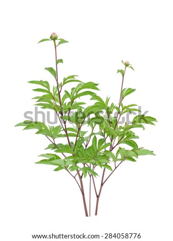 beautiful young peony tree isolated on white background
