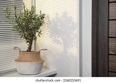 Beautiful young potted olive tree on windowsill. Interior element - Powered by Shutterstock