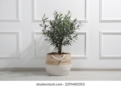 Beautiful young potted olive tree near white wall indoors. Interior element - Shutterstock ID 2295403353