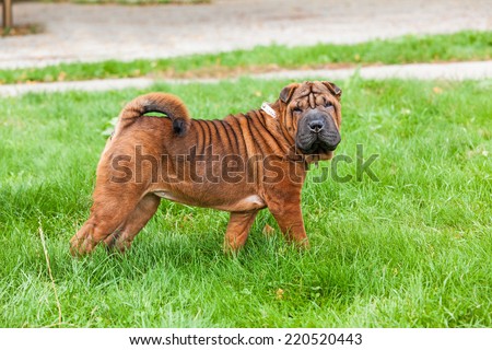A beautiful, young red fawn Chinese Shar Pei dog standing on the lawn, distinctive for its deep wrinkles and considerd to be a very rare breed 