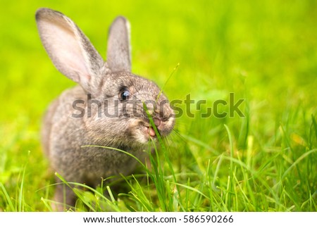 Beautiful young small rabbit on the green grass  in summer day. Gray bunny rabbit  on grass background. Rabbit eats grass