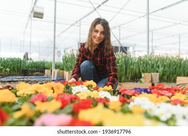Beautiful young smiling girl, worker with flowers in greenhouse. Concept work in the greenhouse, flowers, tulips, box with flowers. Copy space.