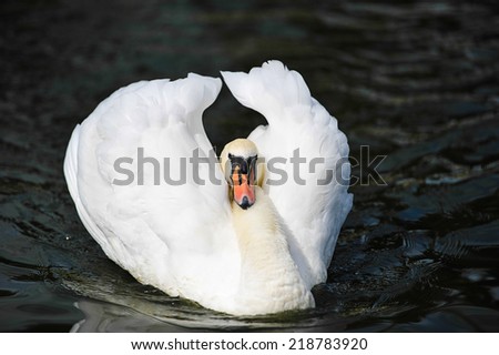 Similar – Image, Stock Photo swan Colour photo