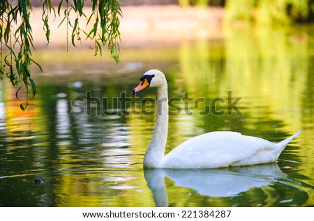 Beautiful young swans in lake