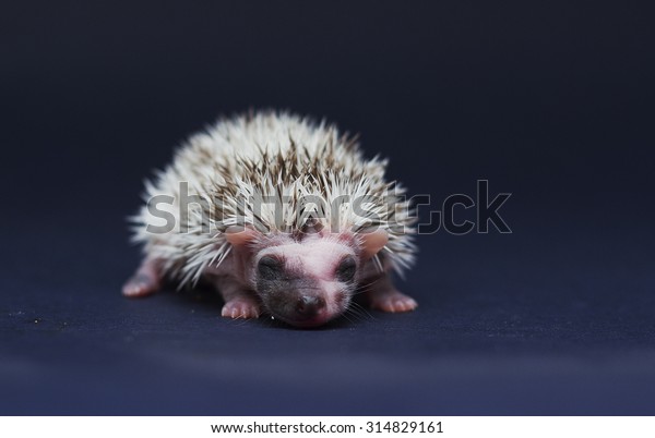 beautiful young sweet cute rodent african
pygmy hedgehog baby color full blaze algerian chocolate pinto with
white headspines