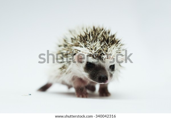 beautiful young sweet cute rodent african
pygmy hedgehog baby color full blaze algerian chocolate pinto with
white headspines